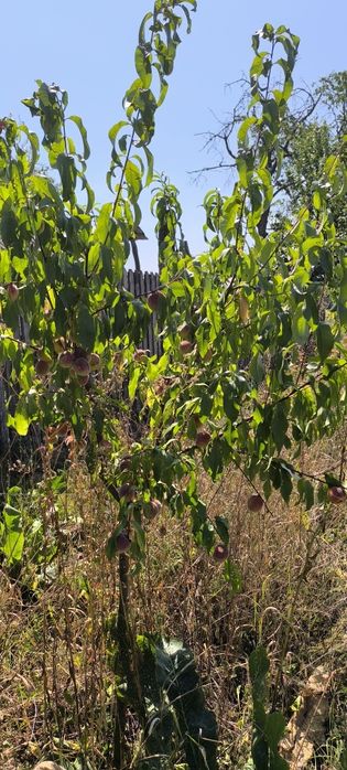 Teren intravilan 2950 mp