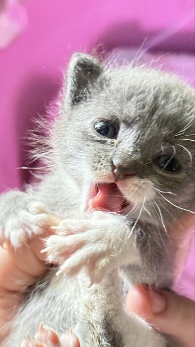 Отдам котят пол месяца