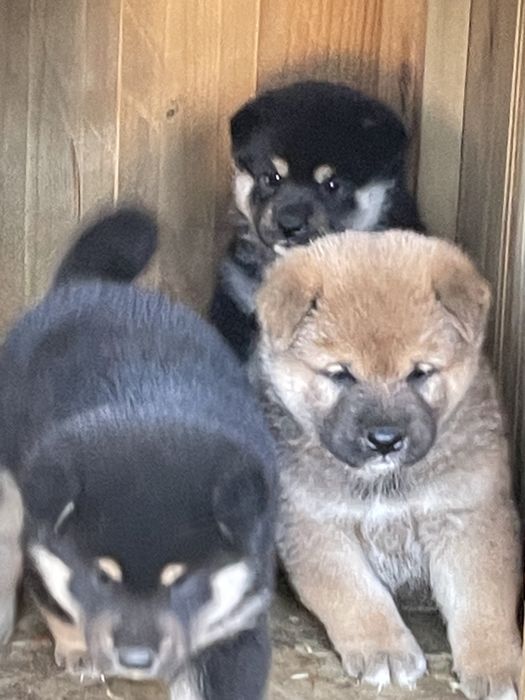 продаю щенков сибы японской