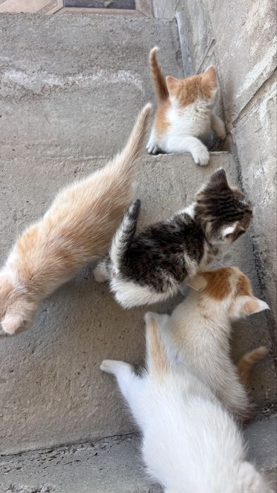 Котята бесплатная