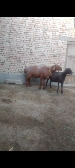 Qõy va qõchqor sotiladi.