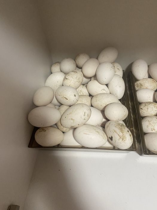 Oua de gasca de vanzare