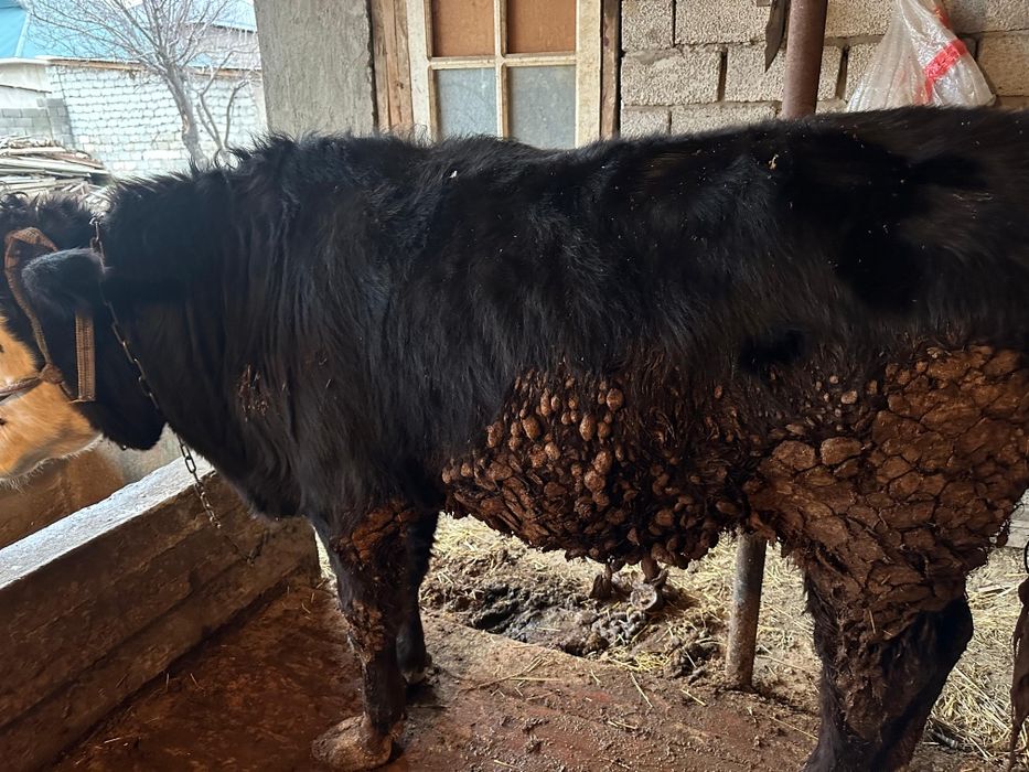 Букалар породстый