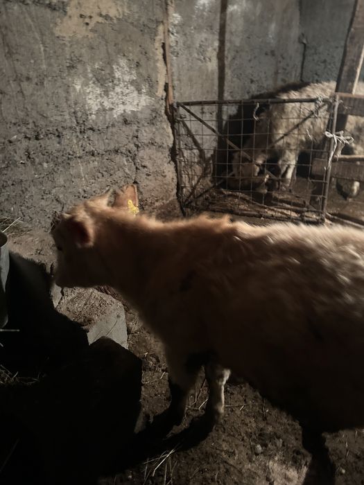 Продам телят бычки, талочки