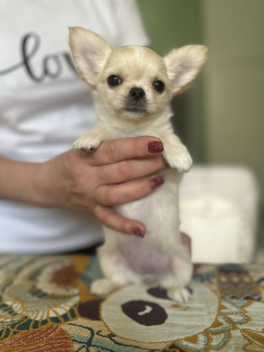 Девочки чихуа хуа