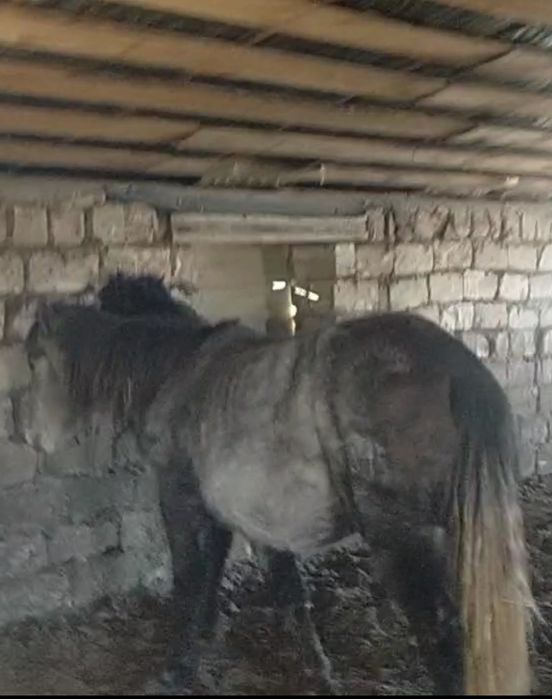 Ту бие 5 жасар 4961