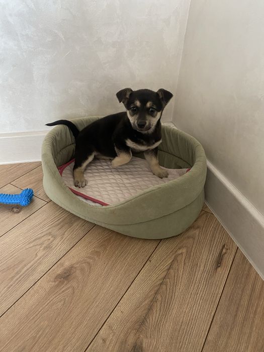 Щенки девочки помесь