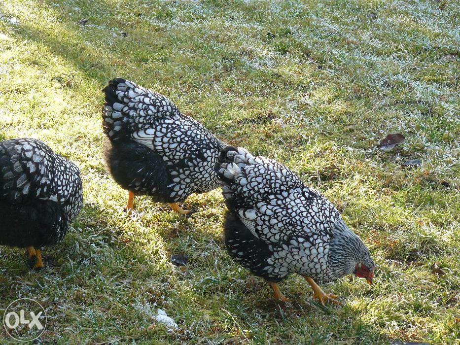 Vand gaini rasa Italiene