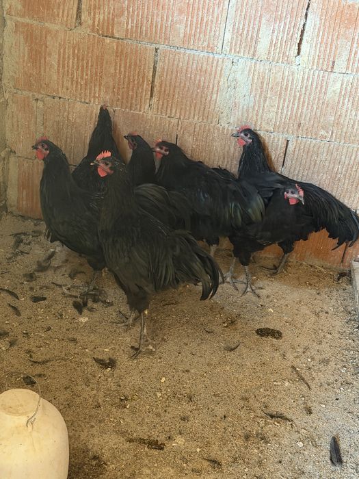 Cocoși australorp