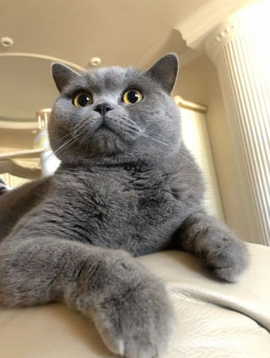 Продается котята