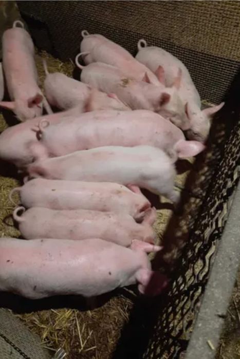 Куры поросята доставка в РИДДЕР