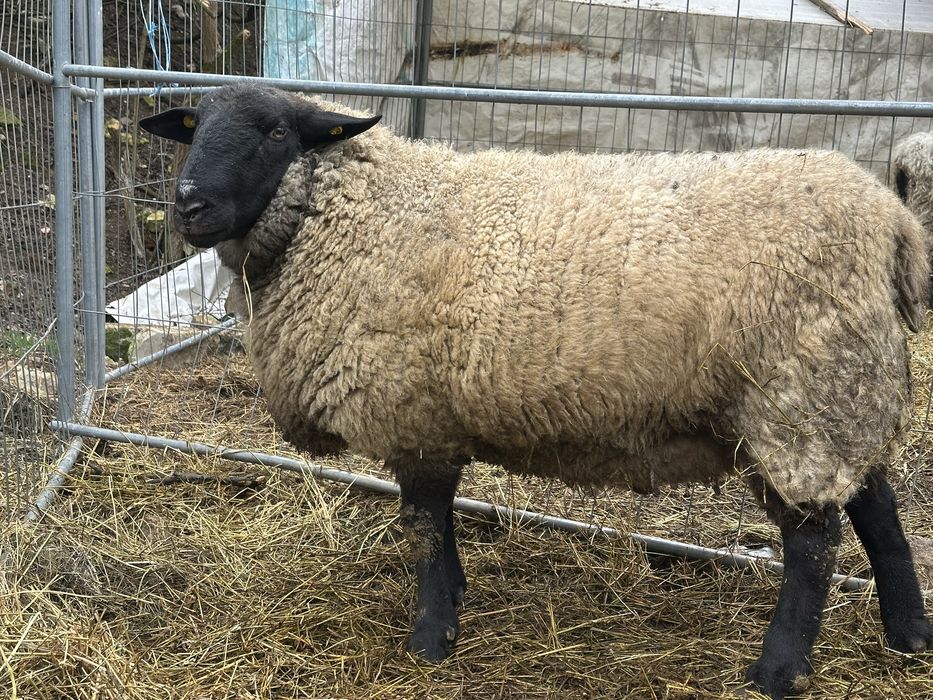 Berbec sufolk de 2 ani