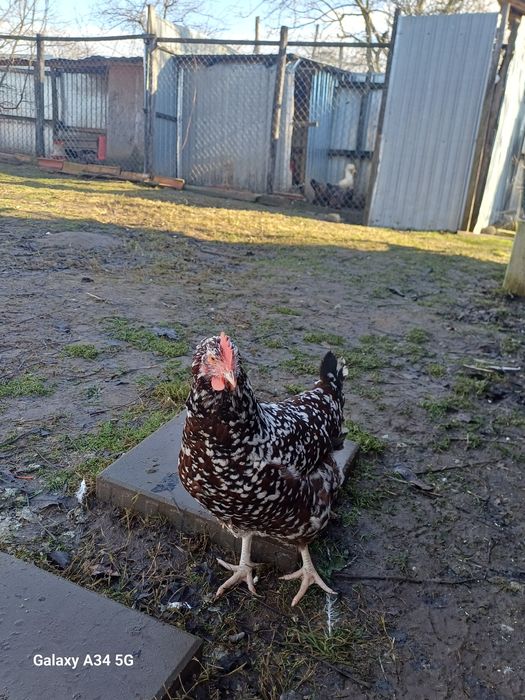 Ouă găini de rasă