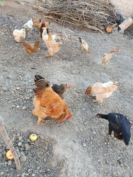 Дакан куланги сотилади брамаям бор