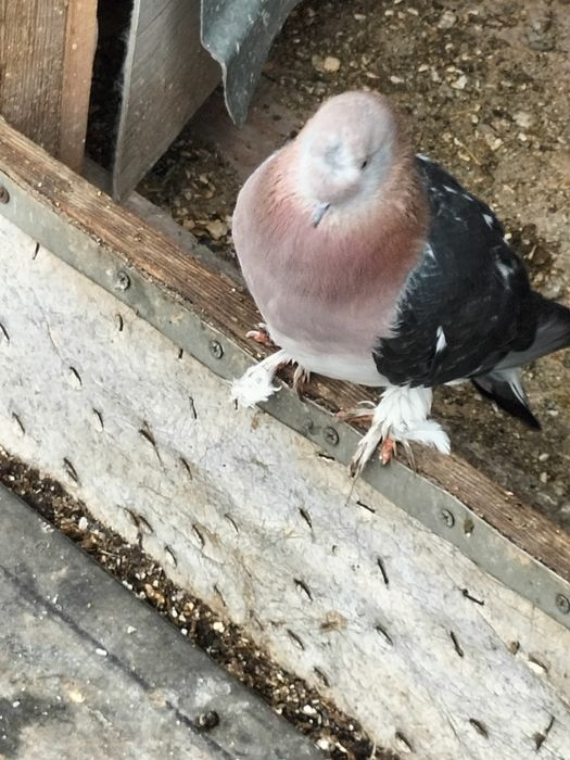 Голуби турецкие такла