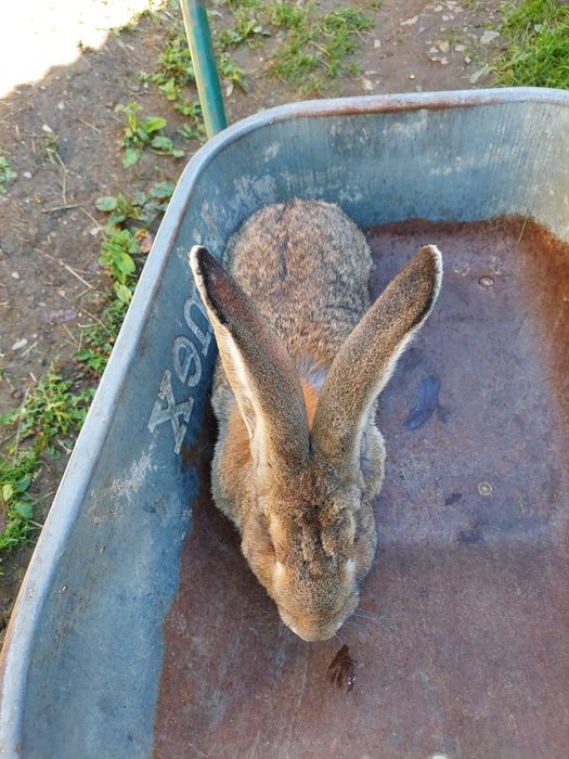 Vând iepuri de rasa urias german si fluture german
