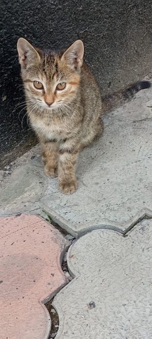 Котята 1,5 месяца