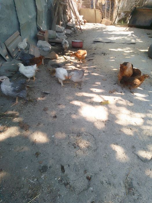 Pui de găină de țară