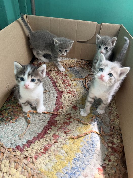 Отдам котят в добрые руки