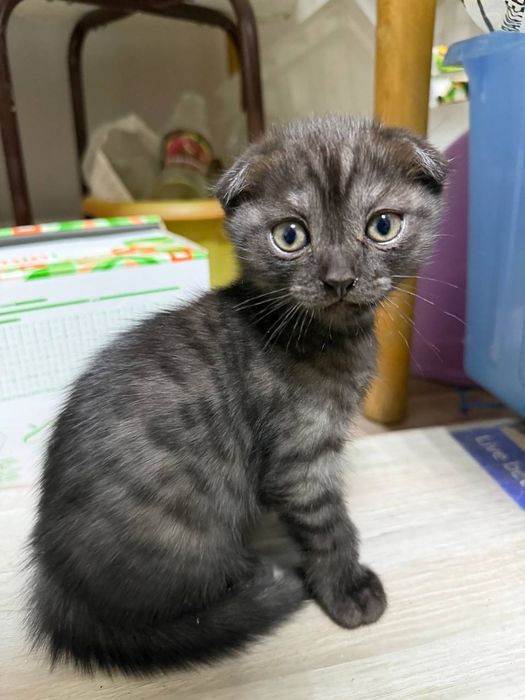 Котенок шотладнский вислоухий
