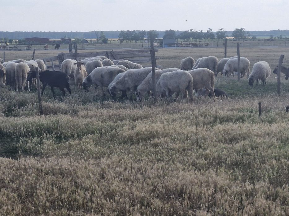 Vand 20 de ovine