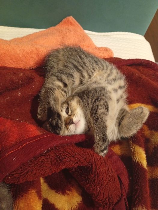 Котятка в добрые руки