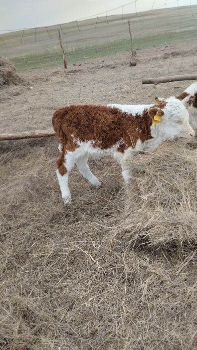 Продам теленка .