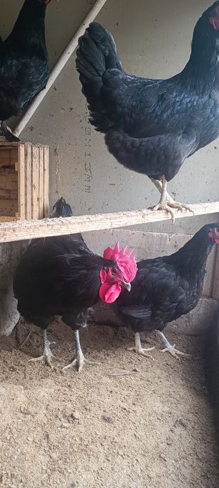 Корашахзода товуклари сотилади. Товуклар тухум туғяпти