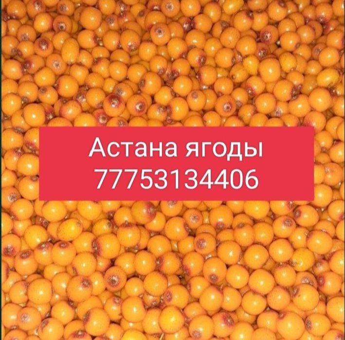 Облепиха Облепиха