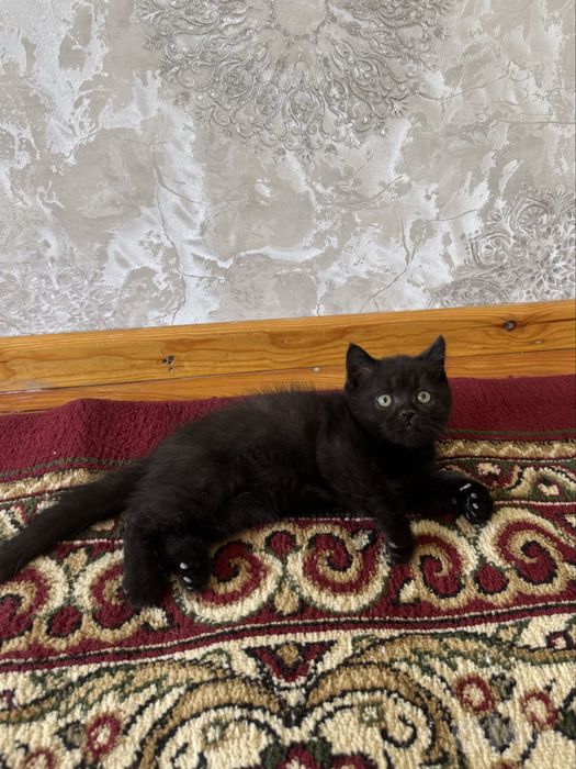 скоттиш страйт мушукчала