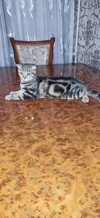 Лвлыбьвотчлшшдыьцоы