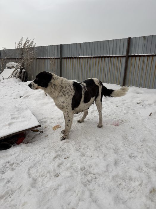 Продам чистокровного Алабая