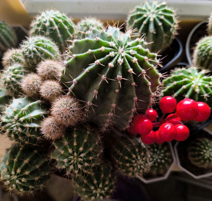 Кактусы для компьютера- стильно и полезно!