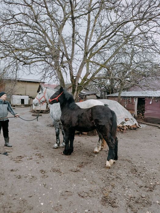 Vând iapă gestantă cu mânz