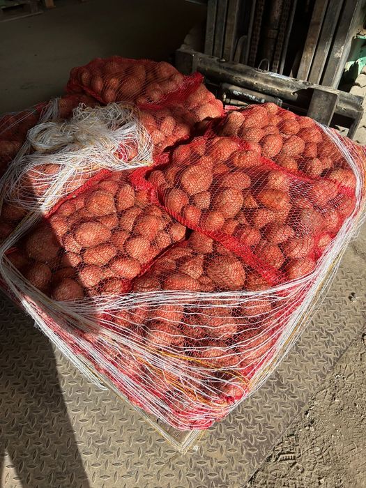 Cartof Rosu Bellarosa