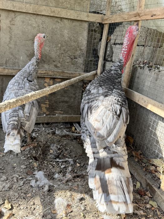 Zotdor kurka bir juft