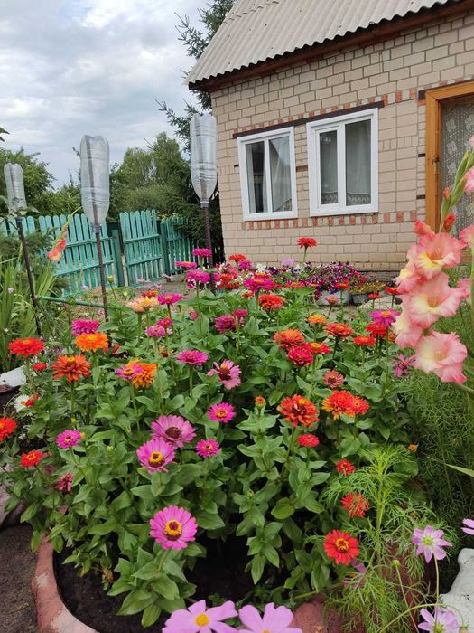 Продам дачу. Ромашка