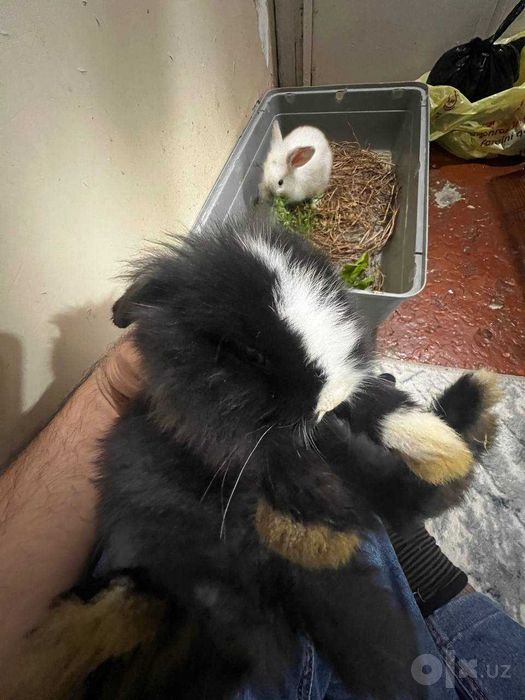 Карликовые декоративные кролики