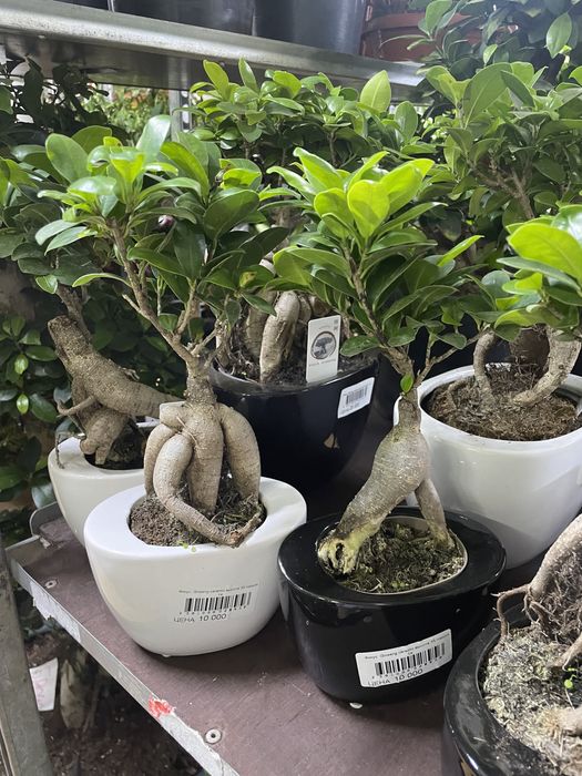 Бонсай, фикус гинг сенг в стиле бонсай