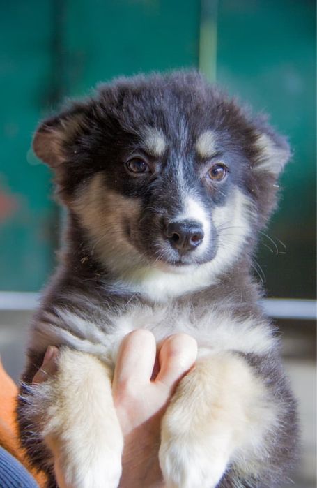 Щенята ищут дом.