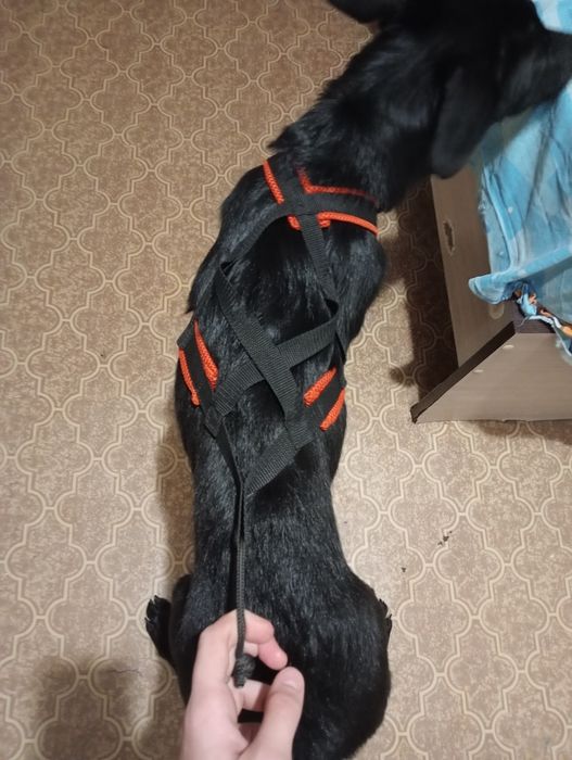 Продаю амуницию для собак