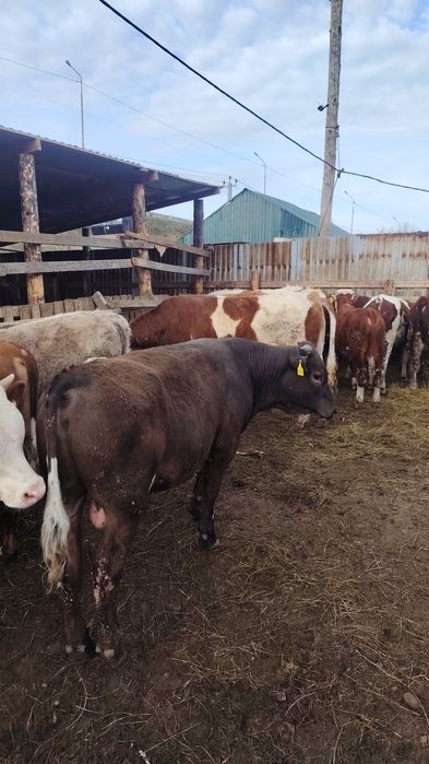Продам бычков с откорма.