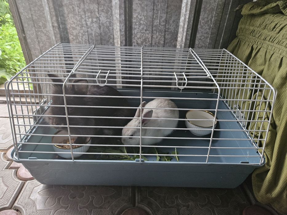Продам кроликов с клеткой