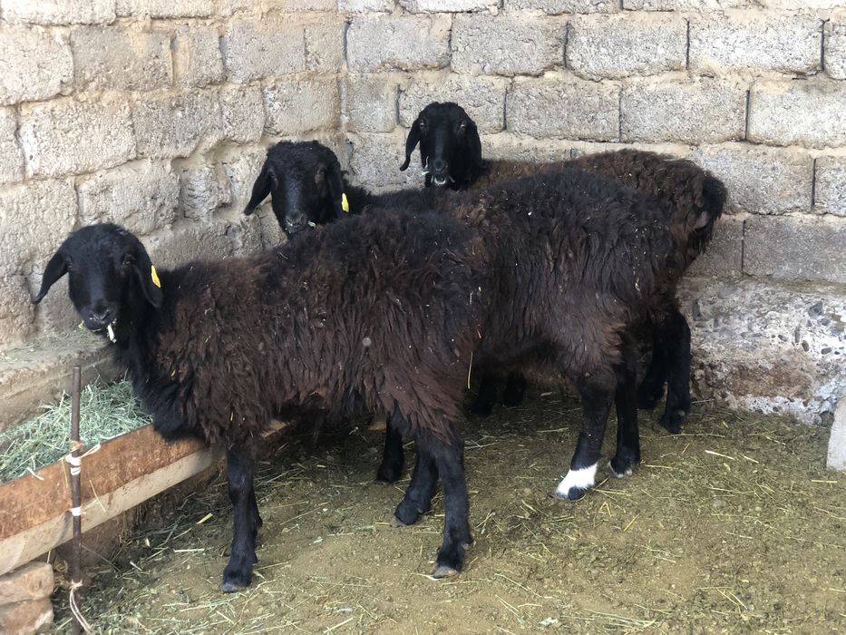 Қошкарлар токтылар