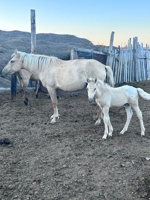Кулынды бие сатылады