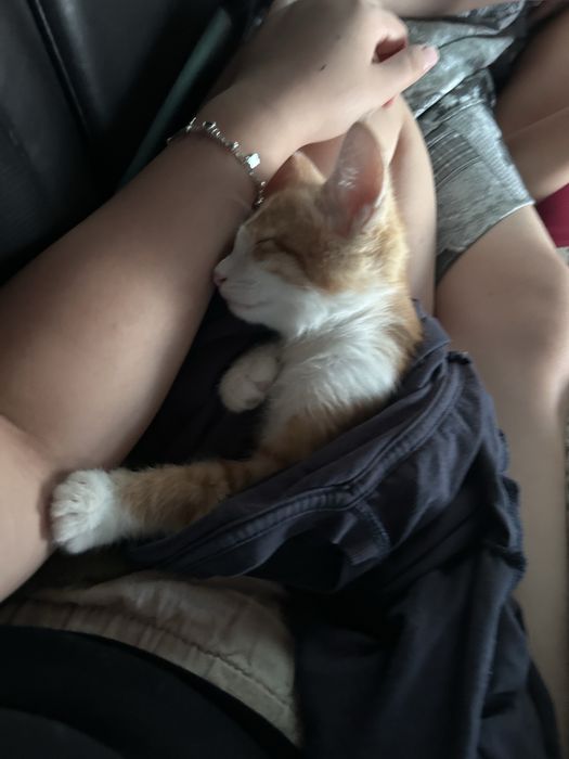 Отдадим котёнка в добрые руки.