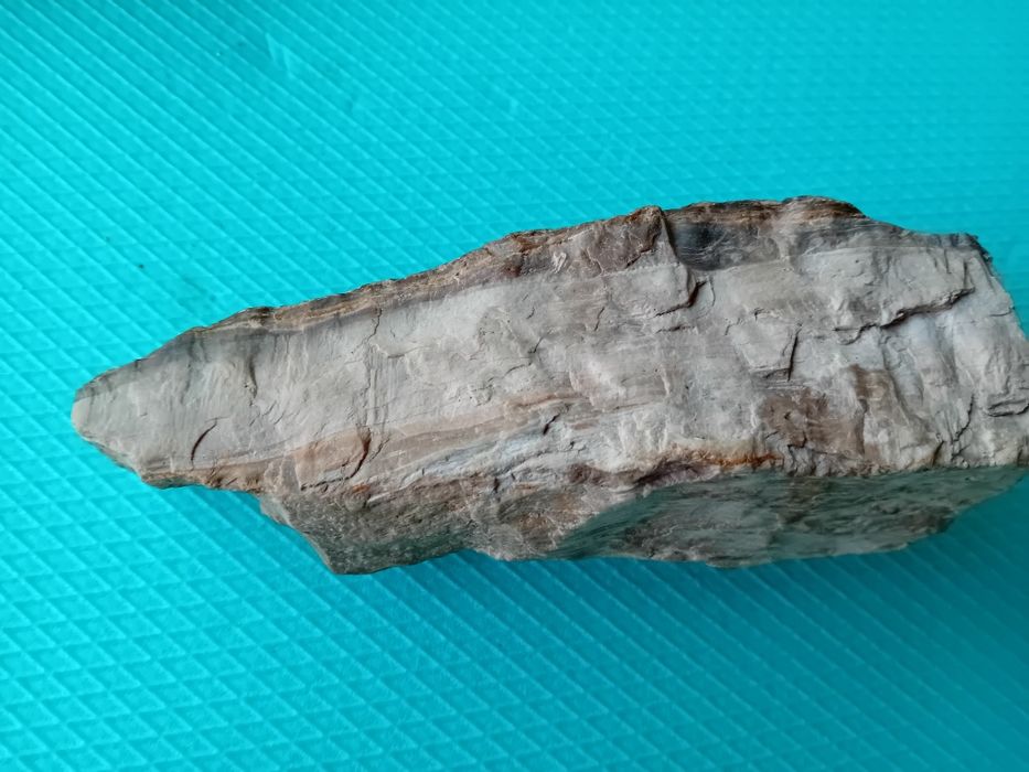 Опалеризирано дърво от времето на Динозаврите на 80милиона години