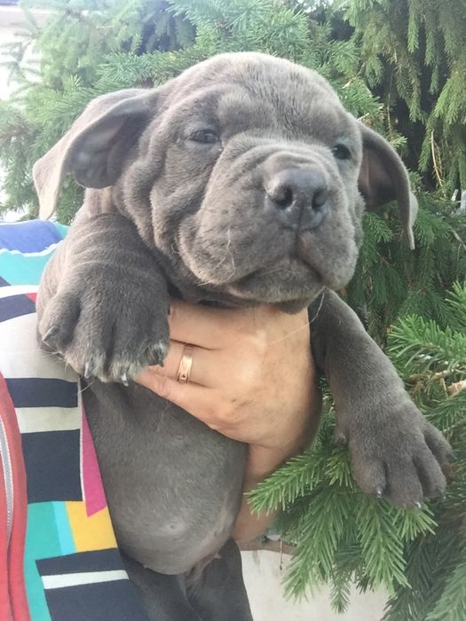 Щенки американский булли