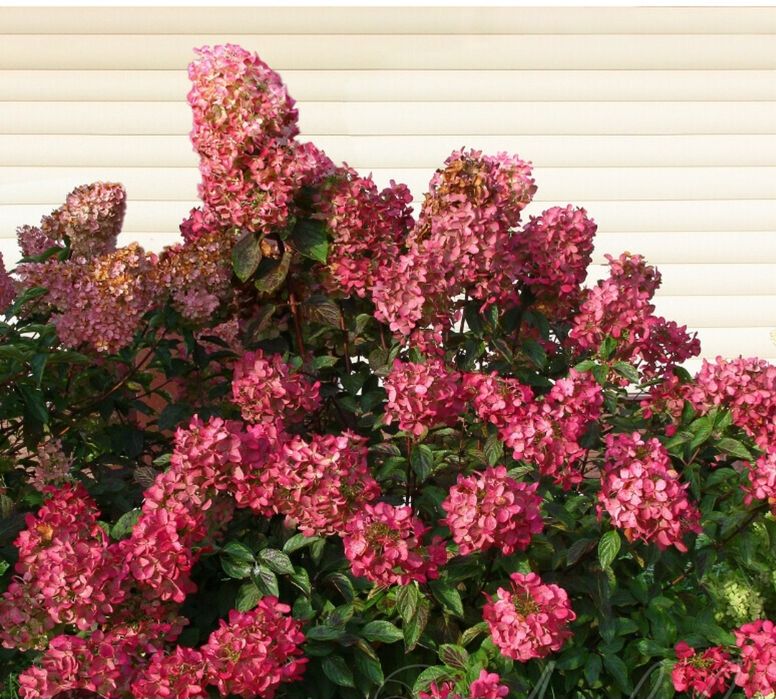 Гортензия метельчатая