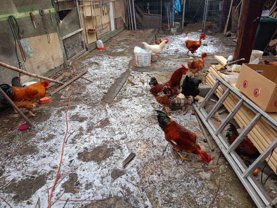 Vând cocoși , porumbei și găinușe americane